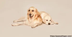 Read more about the article Golden Retrievers Guide: Characteristics, Training, and Health Tips