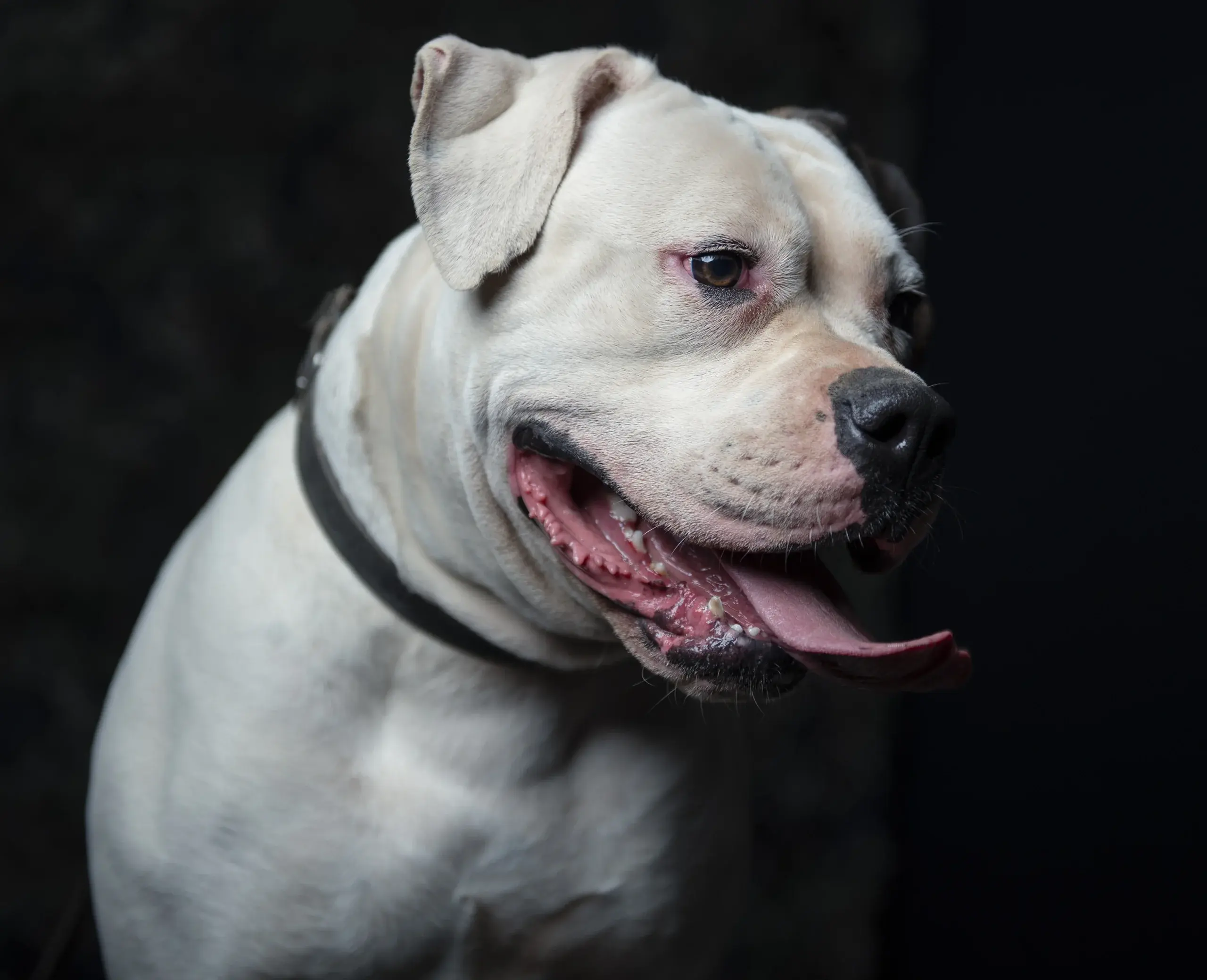 American Bulldogs