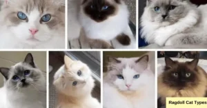 Read more about the article Exploring Ragdoll Cat Types: A Comprehensive Guide to Variations