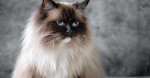 Read more about the article Ragdoll Cats: Gentle Giants of the Feline World with Unique Personalities