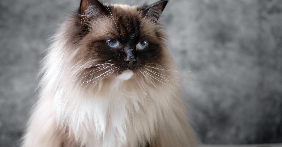 Ragdoll Cats Gentle Giants of the Feline World with Unique