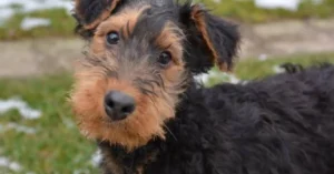 Read more about the article Meet Airedale Terrier Puppies: Pure Puppy Love ❤️