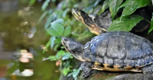 Read more about the article Exploring the Fascinating World of Turtles: Species, Habitats, and Care Tips