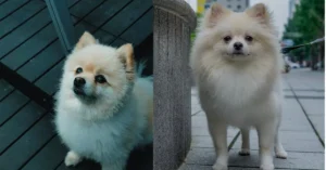 Read more about the article Pomeranian Dogs: Personality, Care, and Everything You Need to Know