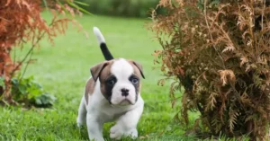 Read more about the article American Bulldogs: Breed Overview, History, Care, and Training Tips