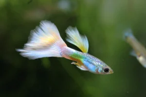 Read more about the article Everything You Need to Know About Guppies Fish