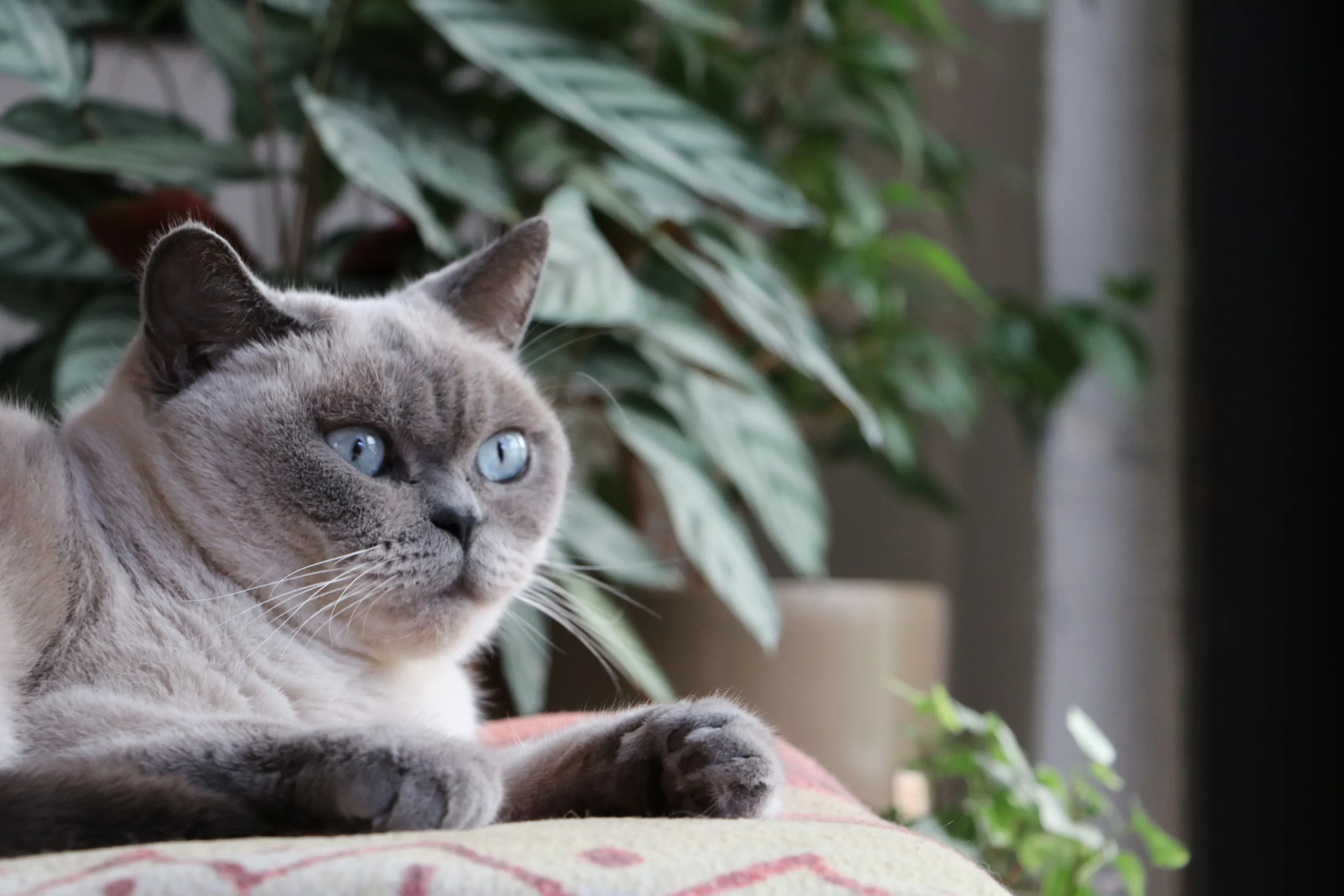 British Shorthair Cats