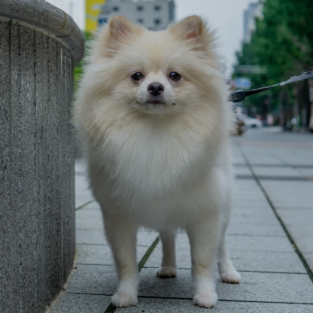 Pomeranian