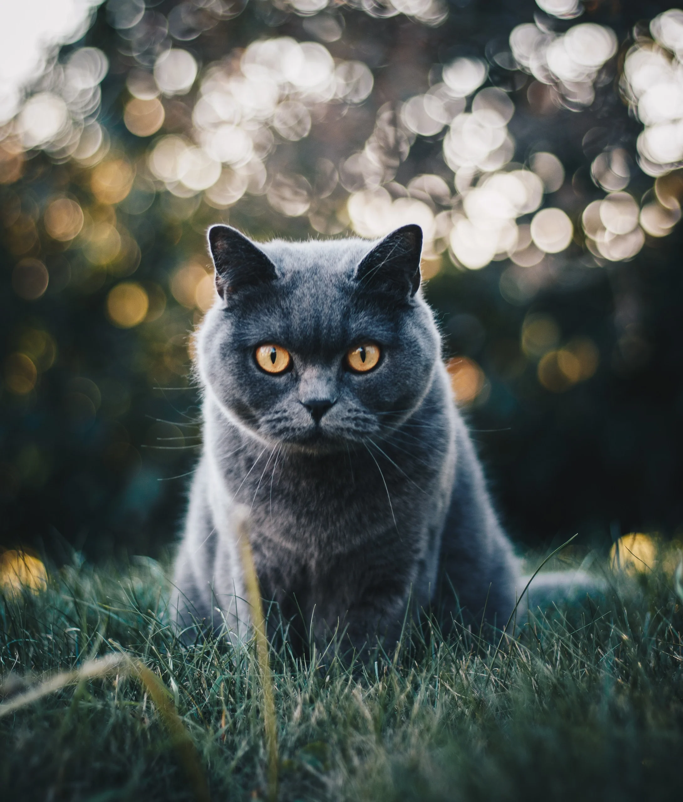 British Shorthair Cats