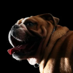 Read more about the article English Bulldog Breed Guide: Characteristics, Care, and Training Tips for Bulldog Lovers