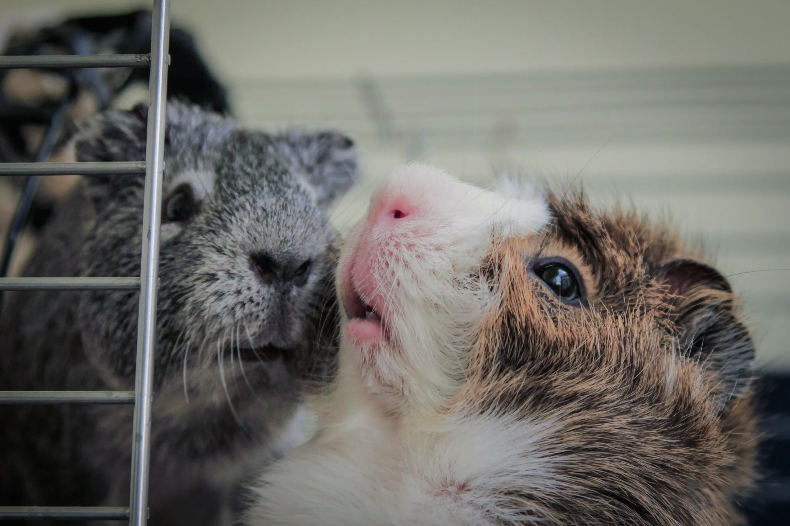  Guinea Pigs