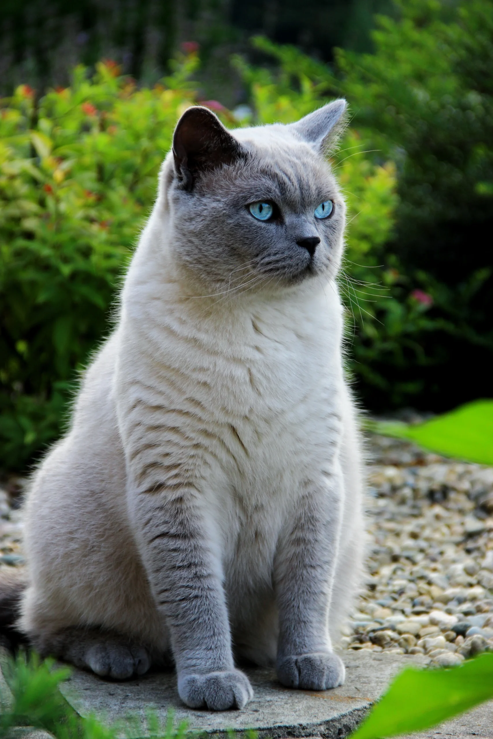 British Shorthair Cats