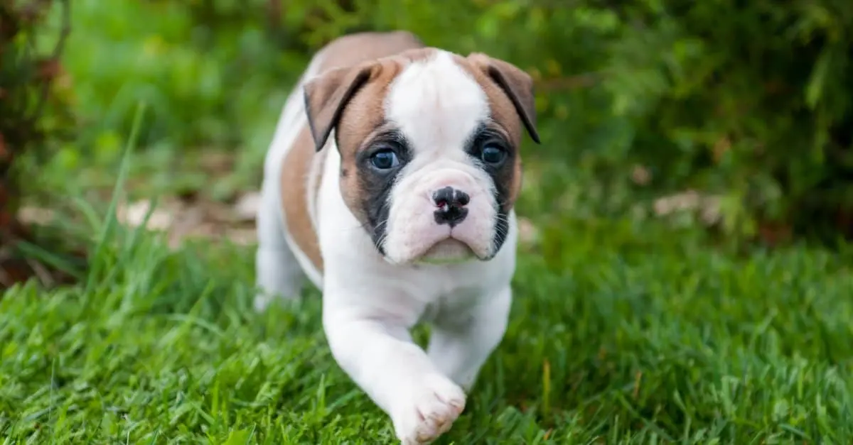 American Bulldogs