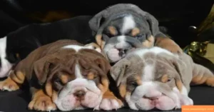 Read more about the article Bulldog Breed: Exploring A Comprehensive Guide to Bulldog Varieties