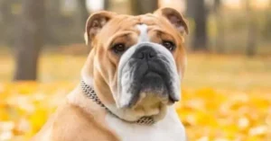 Read more about the article Australian Bulldog: A Unique Breed