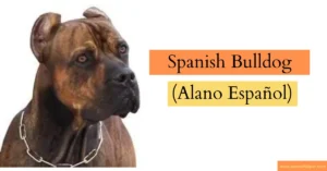 Read more about the article Alano Español: The Spanish Bulldog with Character