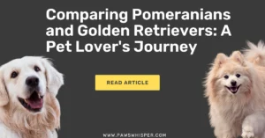 Read more about the article Comparing Pomeranians and Golden Retrievers: A Pet Lover’s Journey 