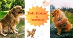 Read more about the article Golden Retriever vs Pomeranian: Dog Breed Comparison