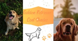 Read more about the article Golden Retriever Coat Shades: Which One’s Your Favorite?