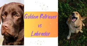 Read more about the article Golden Retriever vs Labrador: Which is Right for You?