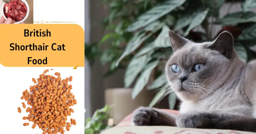 British Shorthair Cat Food