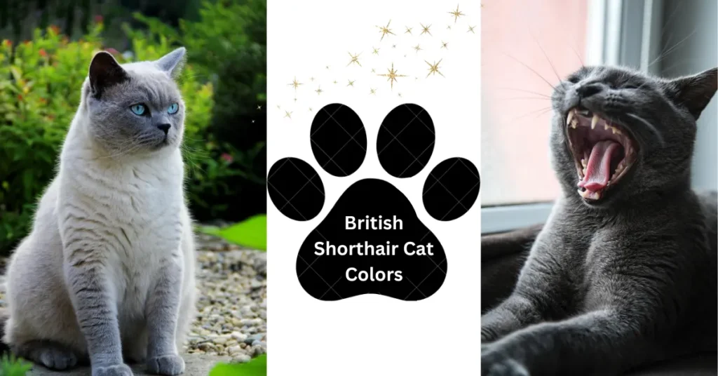 British Shorthair Cats Colors