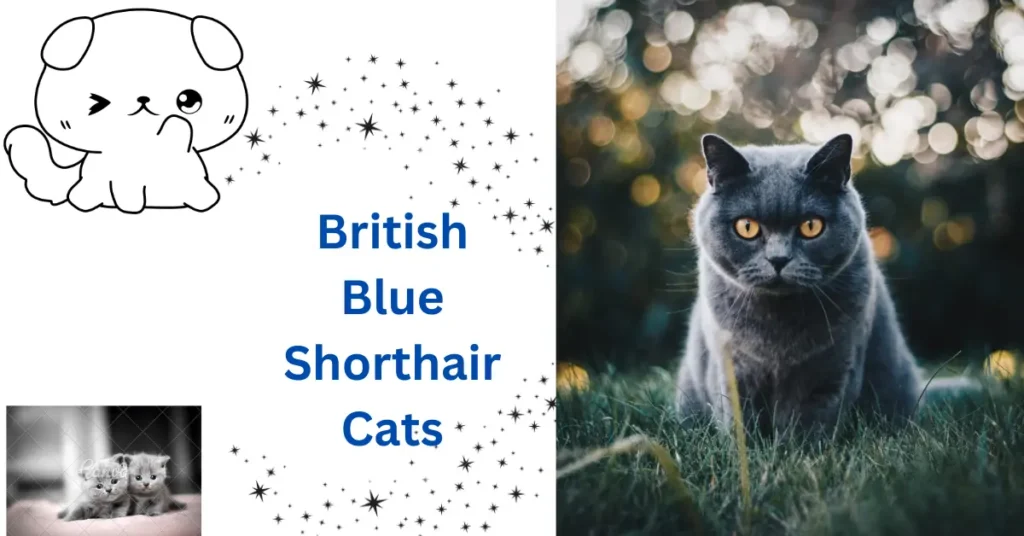 British Blue Shorthair Cats