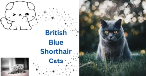 Read more about the article British Blue Shorthair Cats: Unveiling Their Charm