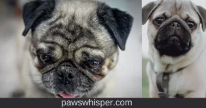 Read more about the article Get Ready to Fall in Love with Pug Puppies